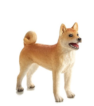 Kutya Shiba Inu M