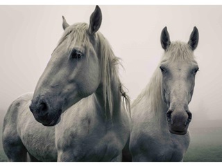 Mpf24 - White Horses 3d Kpeslap 148x105