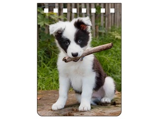 Border Collie Notebook A7